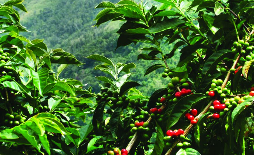 PCG Coffee Co., Ltd.